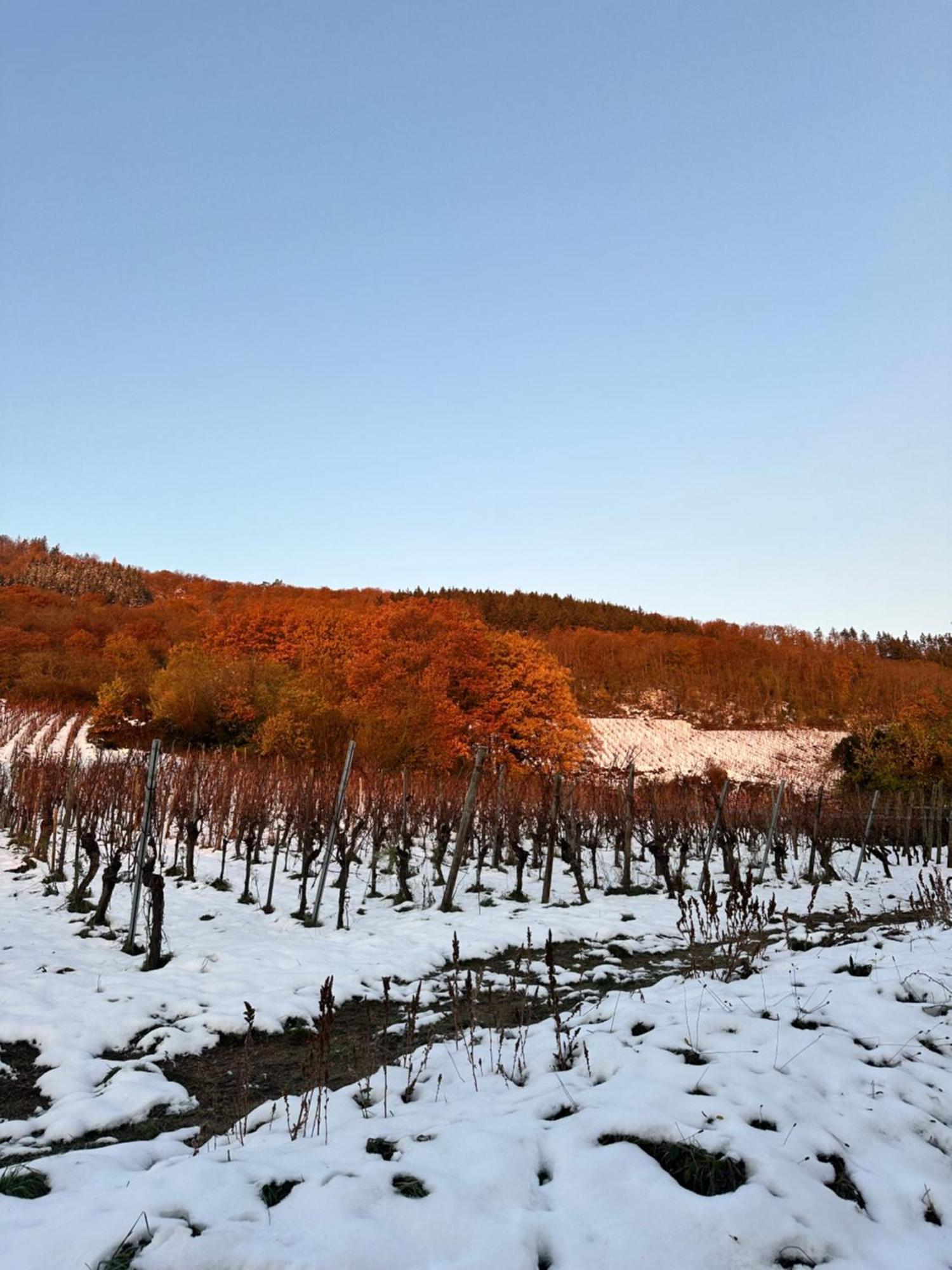 Auberge Le Meisenberg Châtenois Εξωτερικό φωτογραφία
